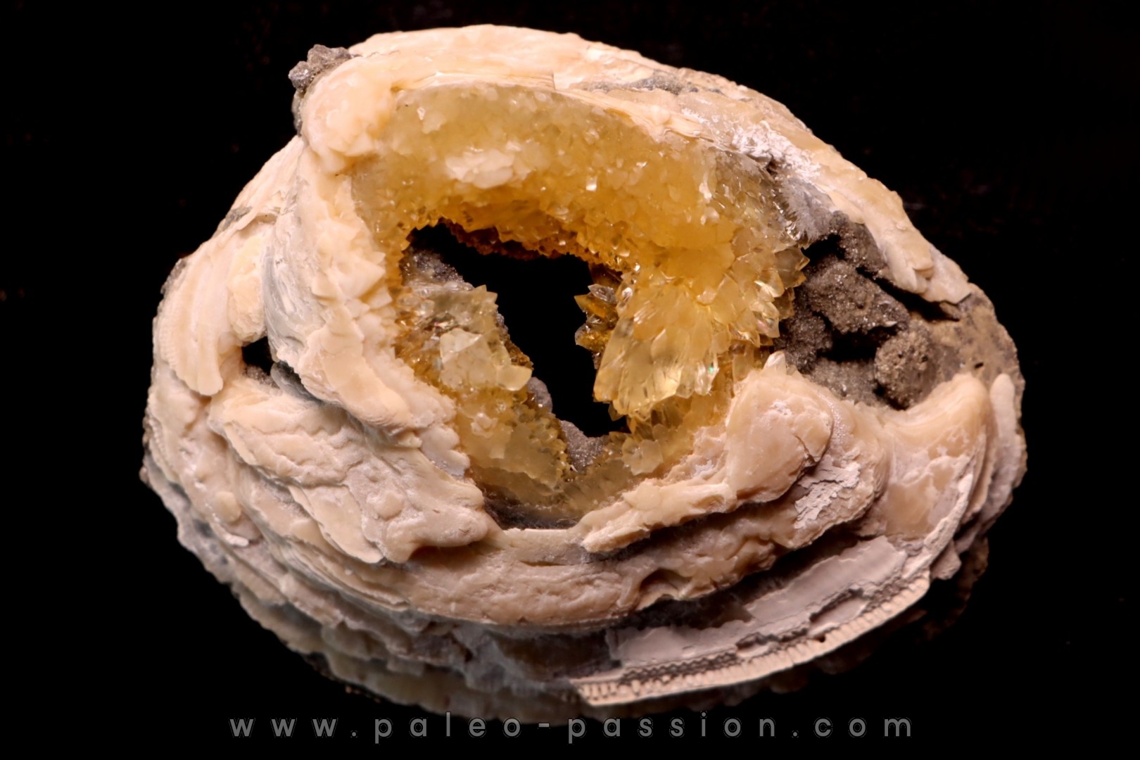 bivalve fossil CLAM with honey calcite geode: Mercenaria permagna - Pleistocene - Nashua Fmt - Okeechobee County, Florida, USA