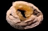bivalve fossil CLAM with honey calcite geode: Mercenaria permagna - Pleistocene - Nashua Fmt - Okeechobee County, Florida, USA