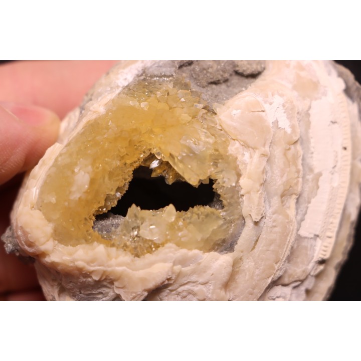 fossile CLAM avec geode de calcite miel : Mercenaria permagna - Pleistocene - Nashua Fmt - Okeechobee County, Florida, USA