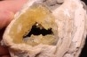 bivalve fossil CLAM with honey calcite geode: Mercenaria permagna - Pleistocene - Nashua Fmt - Okeechobee County, Florida, USA