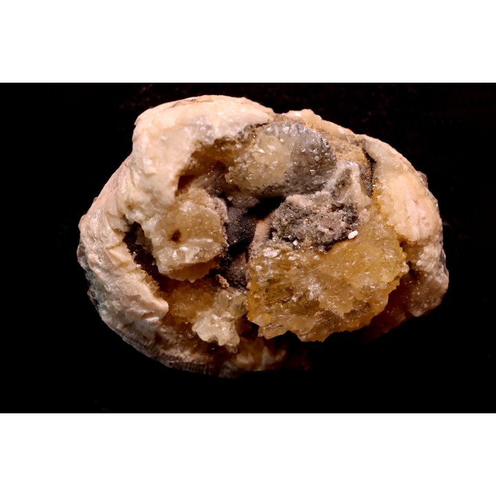 fossile CLAM avec geode de calcite miel : Mercenaria permagna - Pleistocene - Nashua Fmt - Okeechobee County, Florida, USA