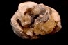 bivalve fossil CLAM with honey calcite geode: Mercenaria permagna - Pleistocene - Nashua Fmt - Okeechobee County, Florida, USA