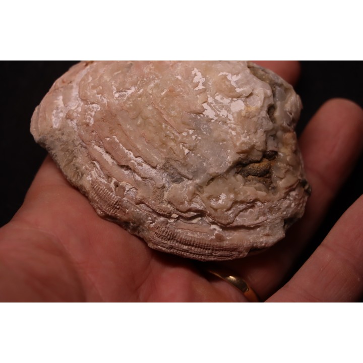 bivalve fossil CLAM with honey calcite geode: Mercenaria permagna - Pleistocene - Nashua Fmt - Okeechobee County, Florida, USA