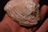 fossile CLAM avec geode de calcite miel : Mercenaria permagna - Pleistocene - Nashua Fmt - Okeechobee County, Florida, USA