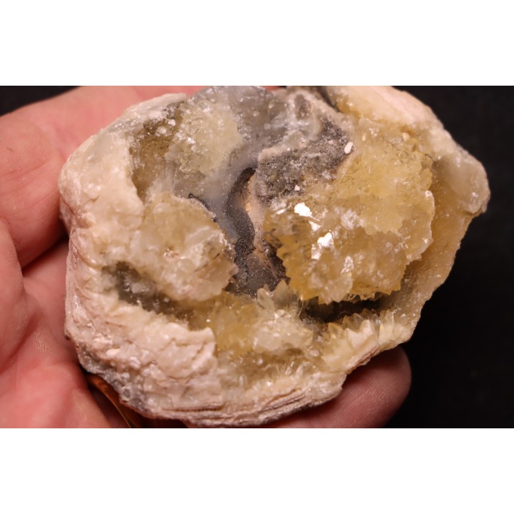 fossile CLAM avec geode de calcite miel : Mercenaria permagna - Pleistocene - Nashua Fmt - Okeechobee County, Florida, USA