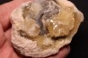 bivalve fossil CLAM with honey calcite geode: Mercenaria permagna - Pleistocene - Nashua Fmt - Okeechobee County, Florida, USA