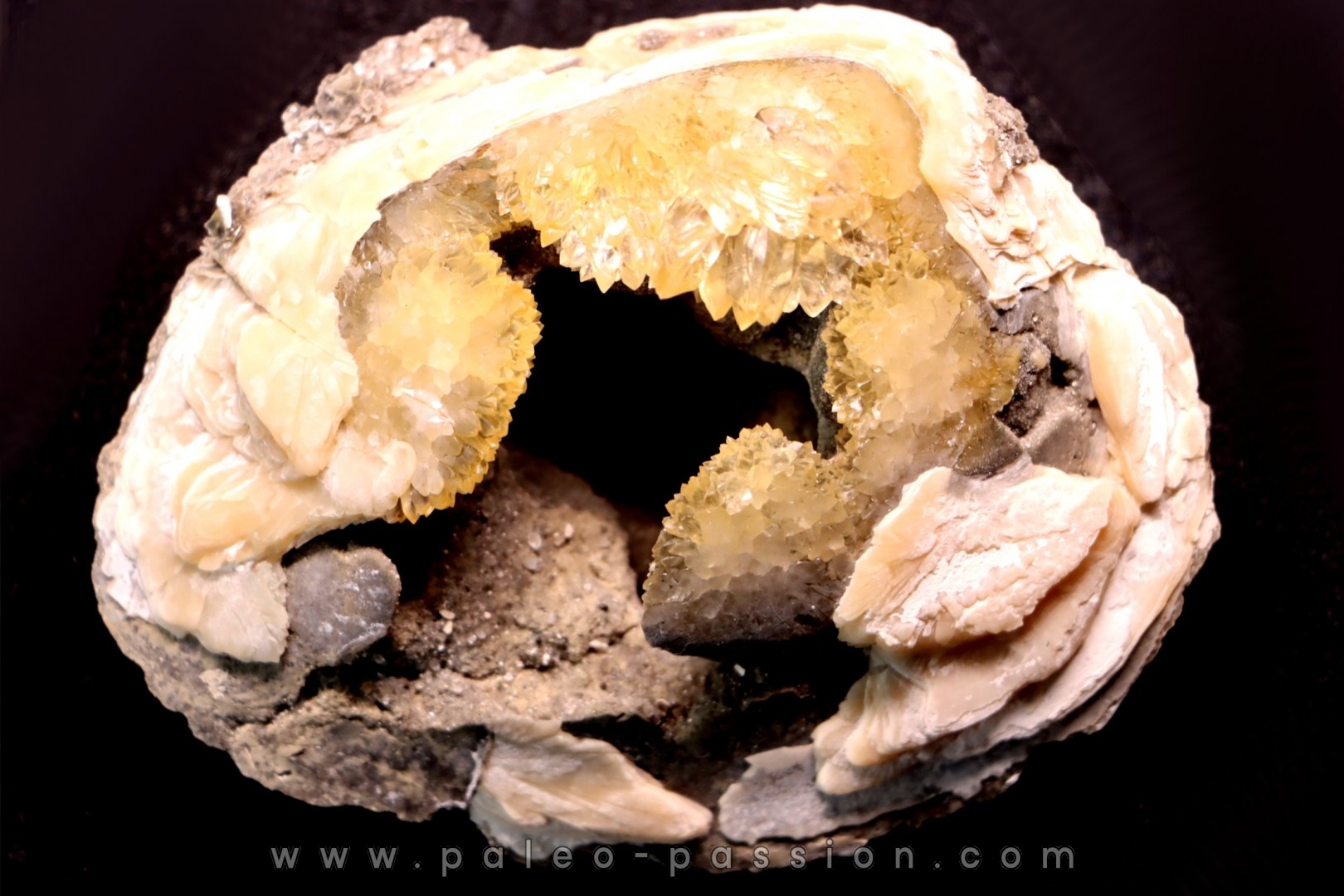 bivalve fossil CLAM with honey calcite geode: Mercenaria permagna - Pleistocene - Nashua Fmt - Okeechobee County, Florida, USA
