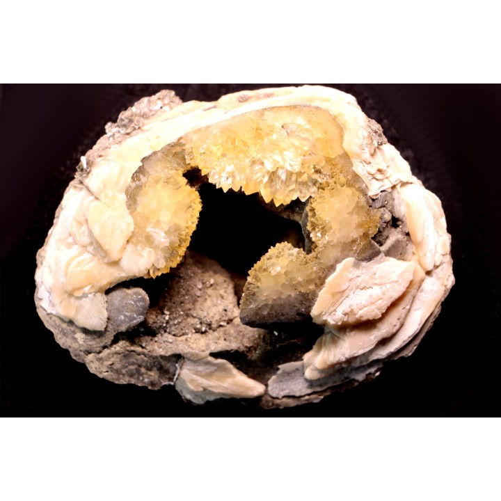 bivalve fossil CLAM with honey calcite geode: Mercenaria permagna - Pleistocene - Nashua Fmt - Okeechobee County, Florida, USA