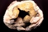 bivalve fossil CLAM with honey calcite geode: Mercenaria permagna - Pleistocene - Nashua Fmt - Okeechobee County, Florida, USA