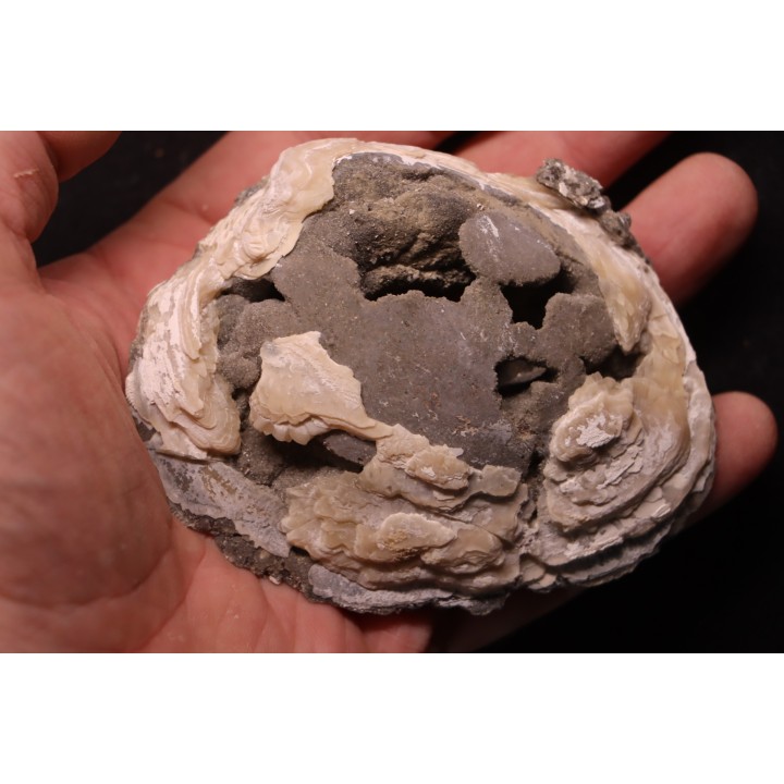 bivalve fossil CLAM with honey calcite geode: Mercenaria permagna - Pleistocene - Nashua Fmt - Okeechobee County, Florida, USA