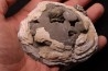 fossile CLAM avec geode de calcite miel : Mercenaria permagna - Pleistocene - Nashua Fmt - Okeechobee County, Florida, USA