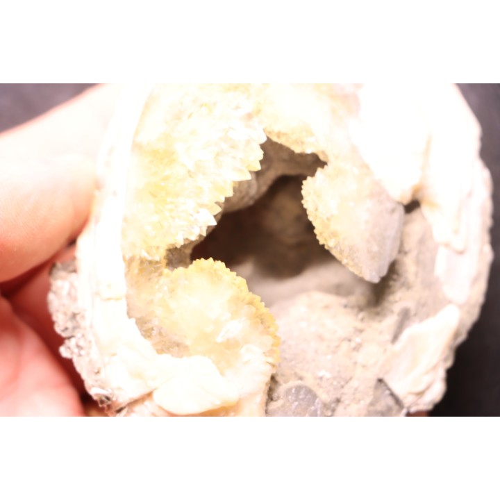 bivalve fossil CLAM with honey calcite geode: Mercenaria permagna - Pleistocene - Nashua Fmt - Okeechobee County, Florida, USA