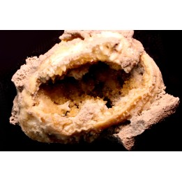 fossile CLAM avec geode de calcite miel : Mercenaria permagna - Pleistocene - Nashua Fmt - Okeechobee County, Florida, USA