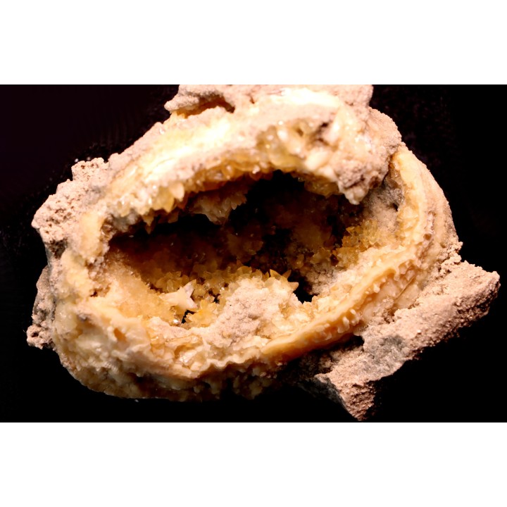 bivalve fossil CLAM with honey calcite geode: Mercenaria permagna - Pleistocene - Nashua Fmt - Okeechobee County, Florida, USA