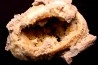 bivalve fossil CLAM with honey calcite geode: Mercenaria permagna - Pleistocene - Nashua Fmt - Okeechobee County, Florida, USA