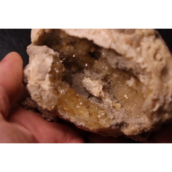 fossile CLAM avec geode de calcite miel : Mercenaria permagna - Pleistocene - Nashua Fmt - Okeechobee County, Florida, USA