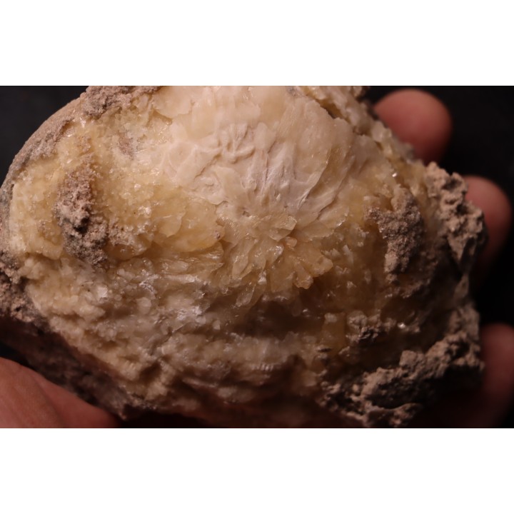 fossile CLAM avec geode de calcite miel : Mercenaria permagna - Pleistocene - Nashua Fmt - Okeechobee County, Florida, USA