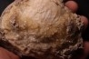 fossile CLAM avec geode de calcite miel : Mercenaria permagna - Pleistocene - Nashua Fmt - Okeechobee County, Florida, USA