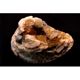 fossile CLAM avec geode de calcite miel : Mercenaria permagna - Pleistocene - Nashua Fmt - Okeechobee County, Florida, USA