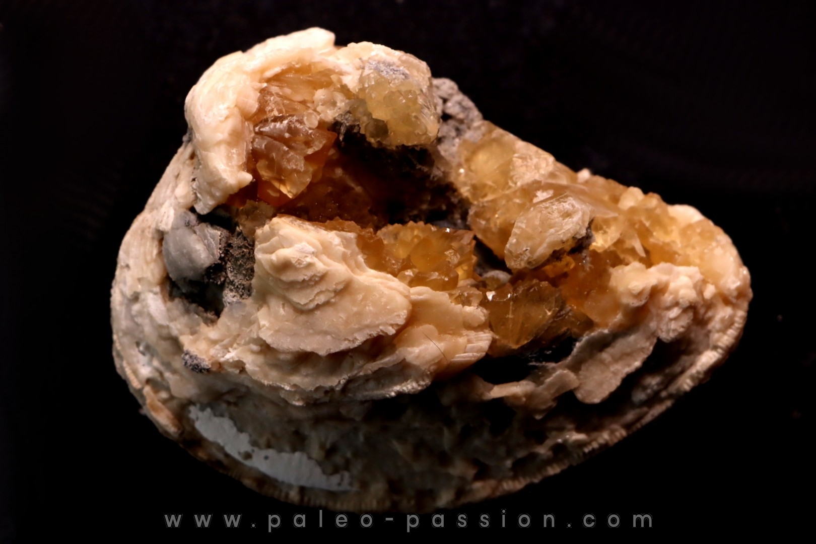 bivalve fossil CLAM with honey calcite geode: Mercenaria permagna - Pleistocene - Nashua Fmt - Okeechobee County, Florida, USA