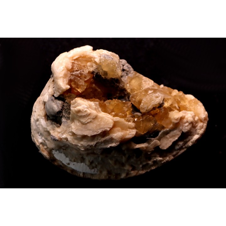fossile CLAM avec geode de calcite miel : Mercenaria permagna - Pleistocene - Nashua Fmt - Okeechobee County, Florida, USA