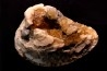 fossile CLAM avec geode de calcite miel : Mercenaria permagna - Pleistocene - Nashua Fmt - Okeechobee County, Florida, USA