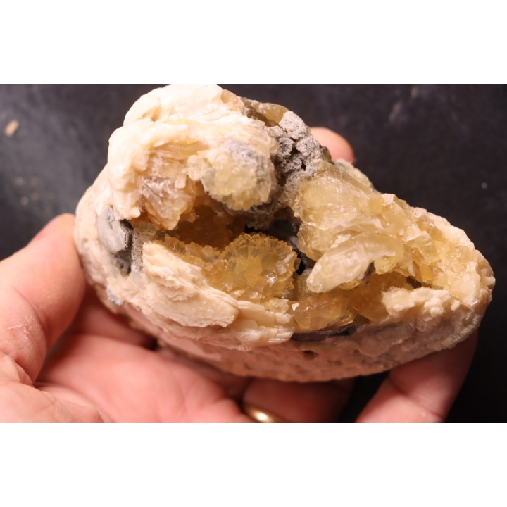 bivalve fossil CLAM with honey calcite geode: Mercenaria permagna - Pleistocene - Nashua Fmt - Okeechobee County, Florida, USA
