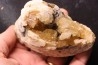 bivalve fossil CLAM with honey calcite geode: Mercenaria permagna - Pleistocene - Nashua Fmt - Okeechobee County, Florida, USA