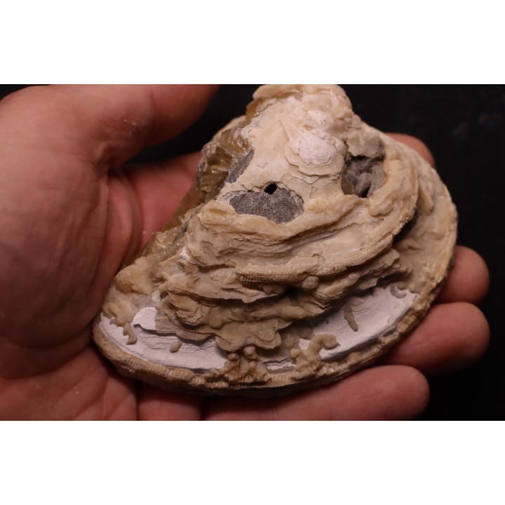 fossile CLAM avec geode de calcite miel : Mercenaria permagna - Pleistocene - Nashua Fmt - Okeechobee County, Florida, USA