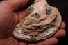 fossile CLAM avec geode de calcite miel : Mercenaria permagna - Pleistocene - Nashua Fmt - Okeechobee County, Florida, USA