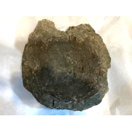 T- rex Vertebra:  Tyrannosaure rex - Hell Creek  Fmt - Upper cretaceous - Carter County, Montana - USA