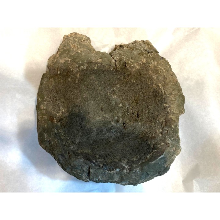 T- rex Vertebra:  Tyrannosaure rex - Hell Creek  Fmt - Upper cretaceous - Carter County, Montana - USA