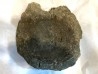 T- rex Vertebra:  Tyrannosaure rex - Hell Creek  Fmt - Upper cretaceous - Carter County, Montana - USA