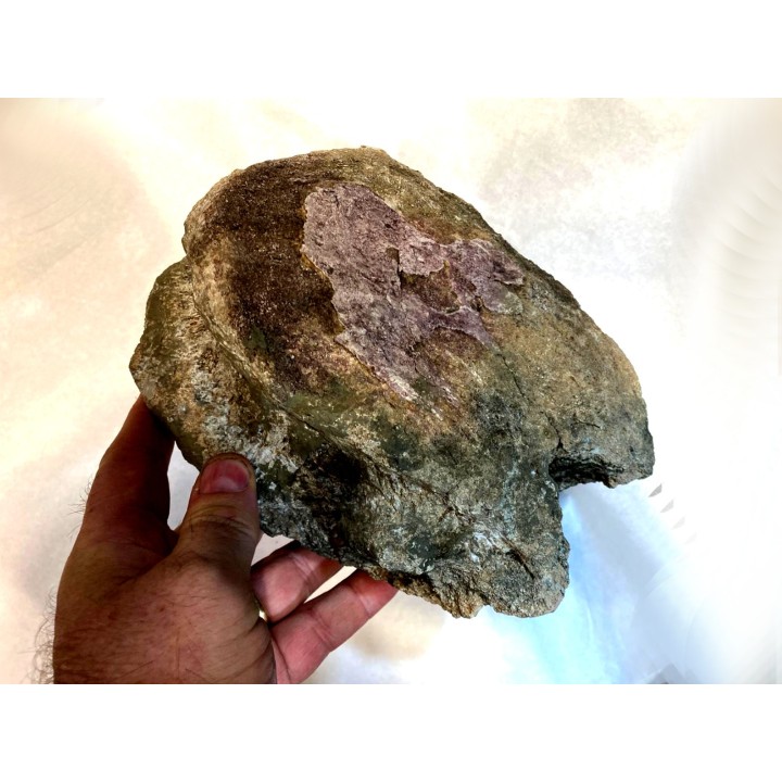 T- rex Vertebra:  Tyrannosaure rex - Hell Creek  Fmt - Upper cretaceous - Carter County, Montana - USA
