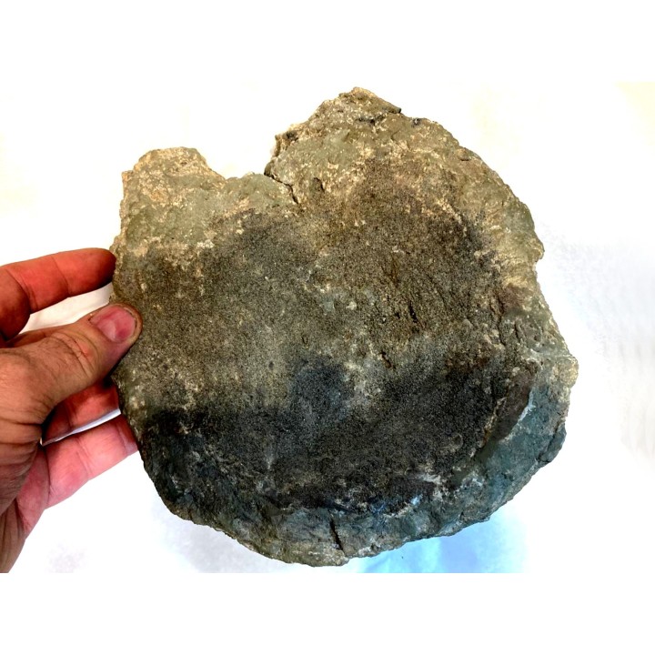 Vertebre de Tyrannosaure rex - Hell Creek  Fmt - crétacé supérieur - Dawson County, Montana USA