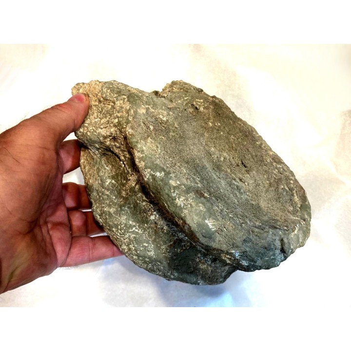 T- rex Vertebra:  Tyrannosaure rex - Hell Creek  Fmt - Upper cretaceous - Carter County, Montana - USA