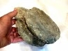 T- rex Vertebra:  Tyrannosaure rex - Hell Creek  Fmt - Upper cretaceous - Carter County, Montana - USA