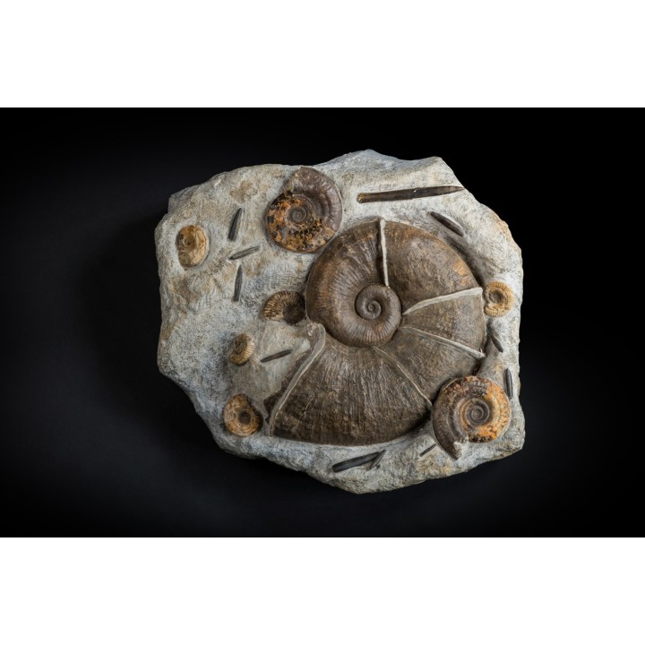 Lytoceras cornucopiae and hildoceras bifrons  Toarcian  Charolles,  FRANCE