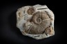 Lytoceras cornucopiae et hildoceras bifrons  Toarcien  Charolles,  FRANCE