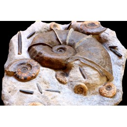 Lytoceras cornucopiae et hildoceras bifrons  Toarcien  Charolles,  FRANCE