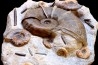 Lytoceras cornucopiae et hildoceras bifrons  Toarcien  Charolles,  FRANCE