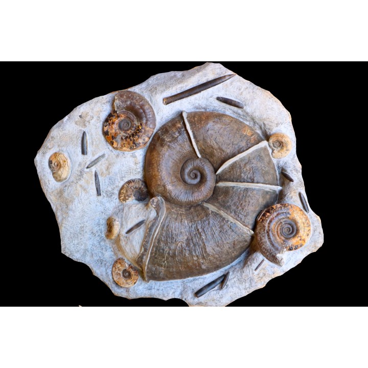 Lytoceras cornucopiae and hildoceras bifrons  Toarcian  Charolles,  FRANCE