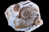 Lytoceras cornucopiae and hildoceras bifrons Toarcian Charolles, FRANCE