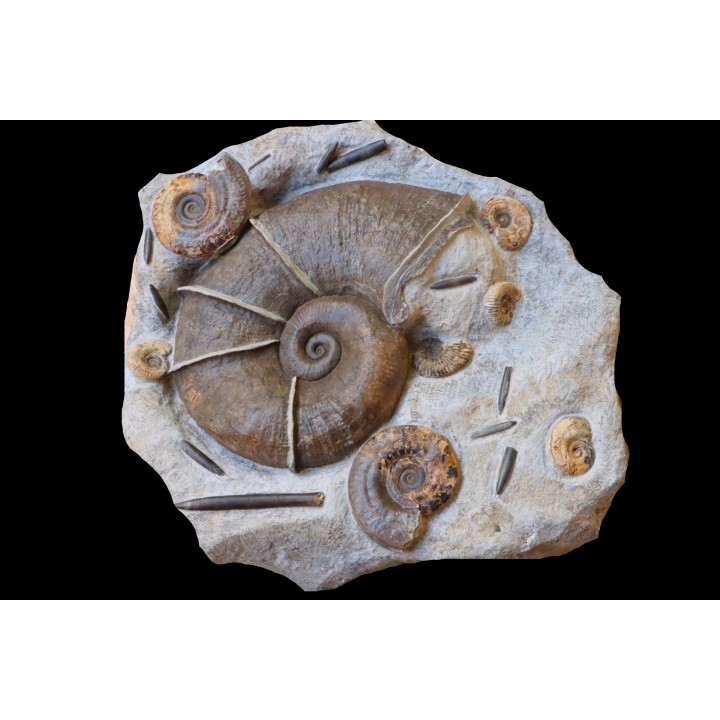 Lytoceras cornucopiae and hildoceras bifrons  Toarcian  Charolles,  FRANCE