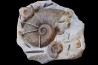 Lytoceras cornucopiae et hildoceras bifrons  Toarcien  Charolles,  FRANCE