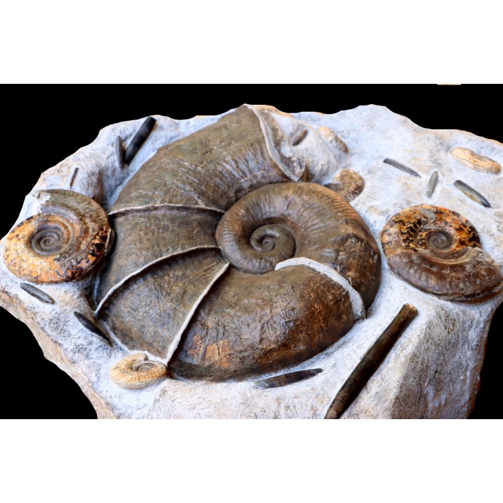 Lytoceras cornucopiae et hildoceras bifrons  Toarcien  Charolles,  FRANCE