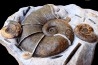 Lytoceras cornucopiae et hildoceras bifrons  Toarcien  Charolles,  FRANCE