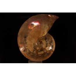 Placenticeras meeki -cretaceous - Dakota, USA