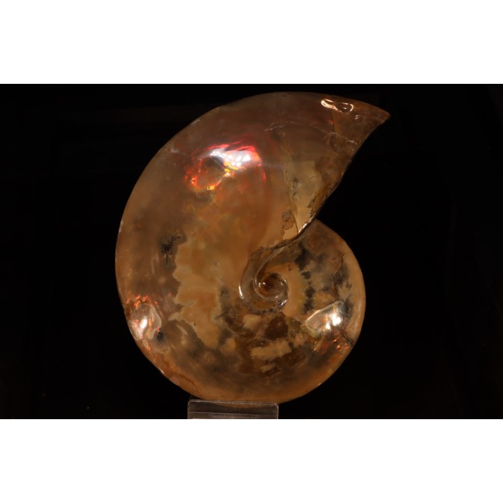 Placenticeras meeki -cretaceous - Dakota, USA