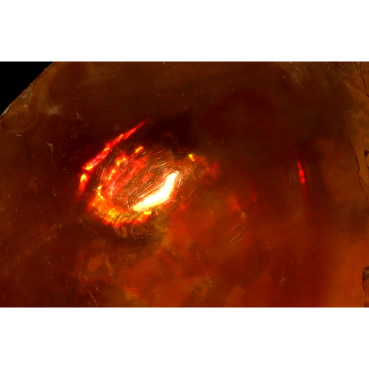 Placenticeras meeki -cretaceous - Dakota, USA